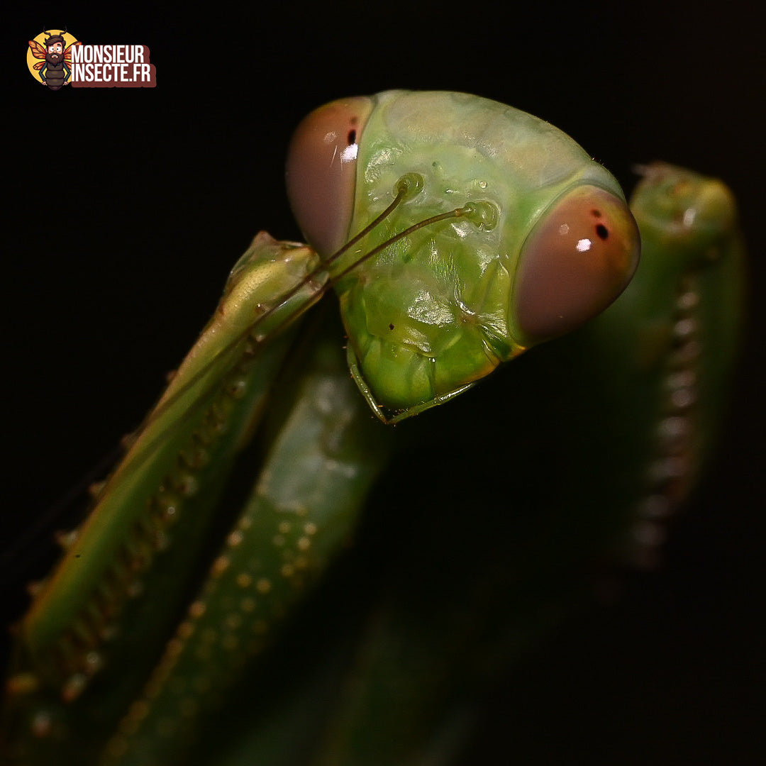 achat_macromantis_hylania_mante_geante 4