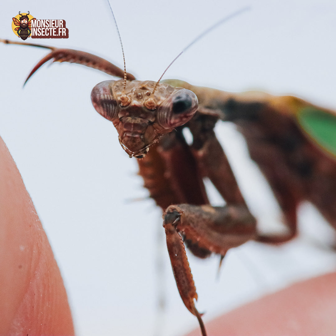 Kit d'élevage | Mante religieuse