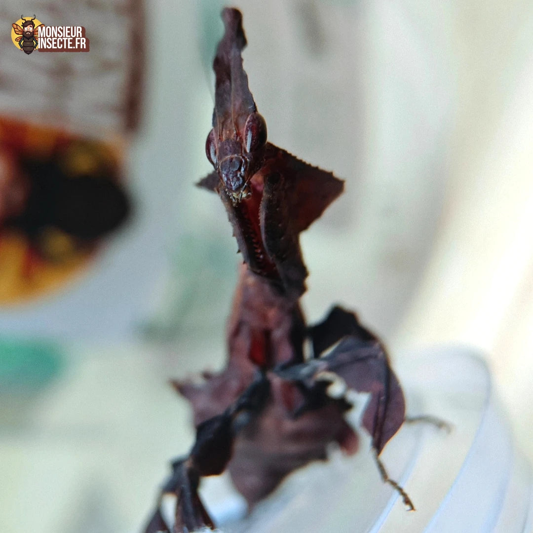 Kit d'élevage | Mante religieuse