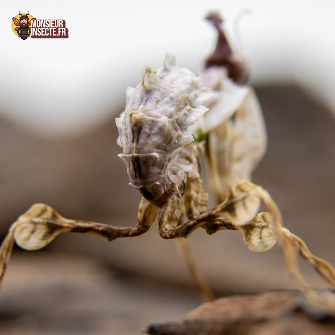 achat mante fleur du diable 3