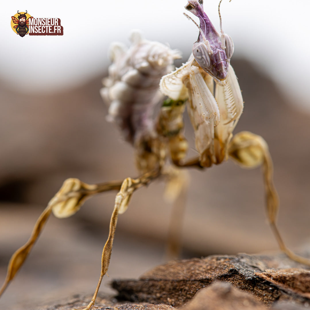 achat mante fleur du diable 4