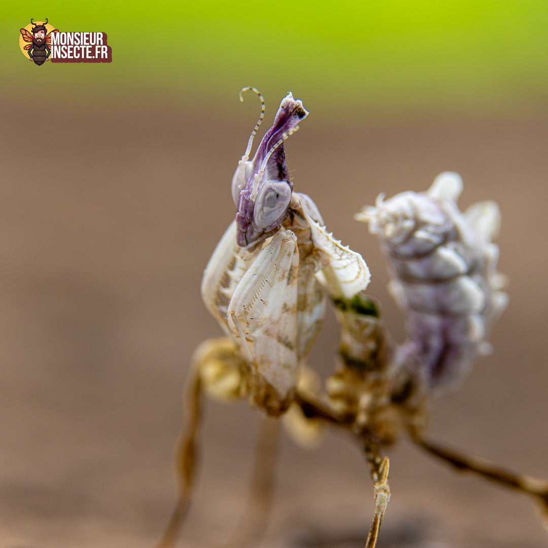 achat mante fleur du diable 5