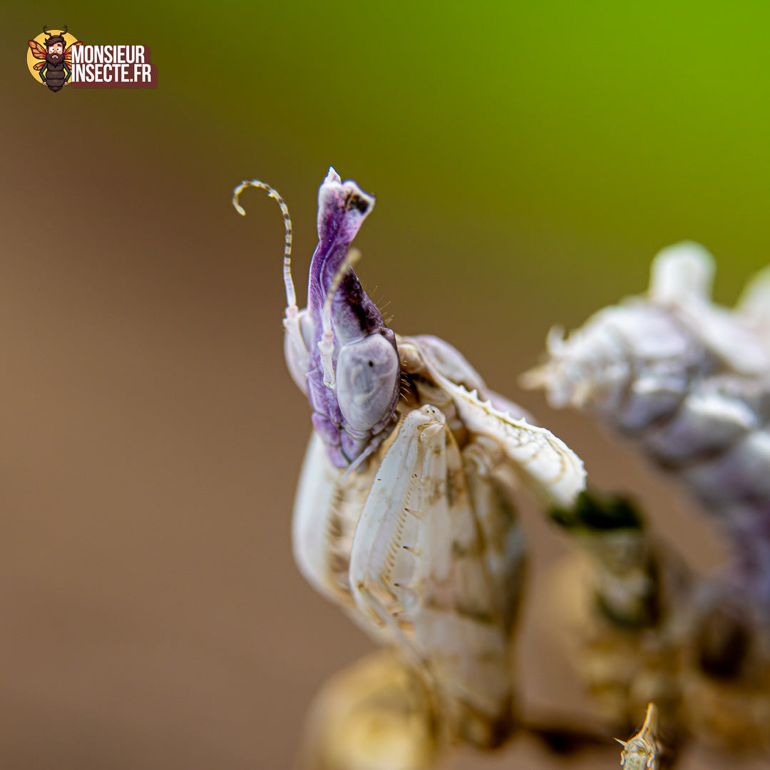 achat mante fleur du diable 6
