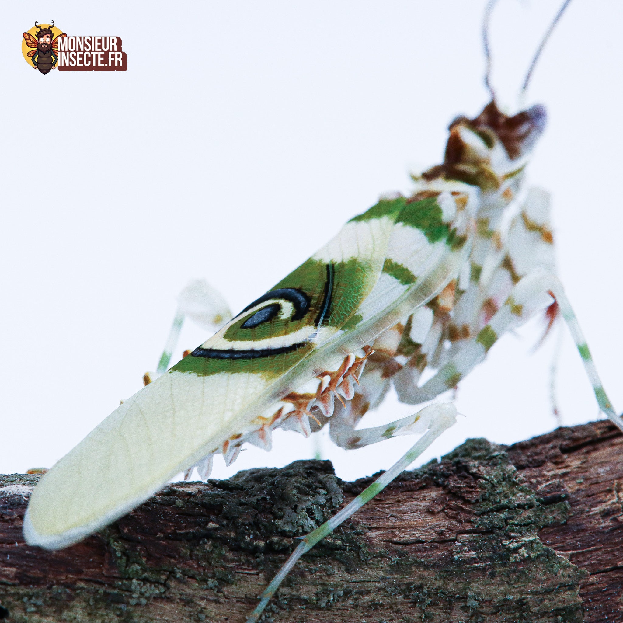 achat mante fleur épineuse pseudocrobotra wahlbergii