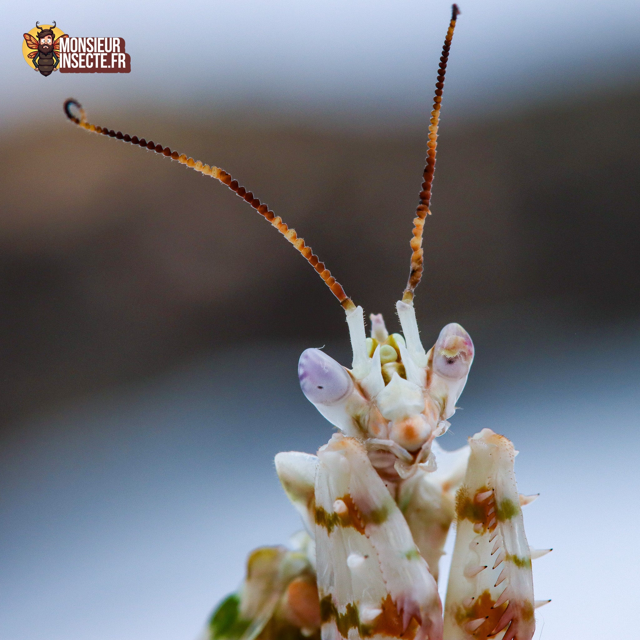 achat mante fleur épineuse pseudocrobotra wahlbergii 4