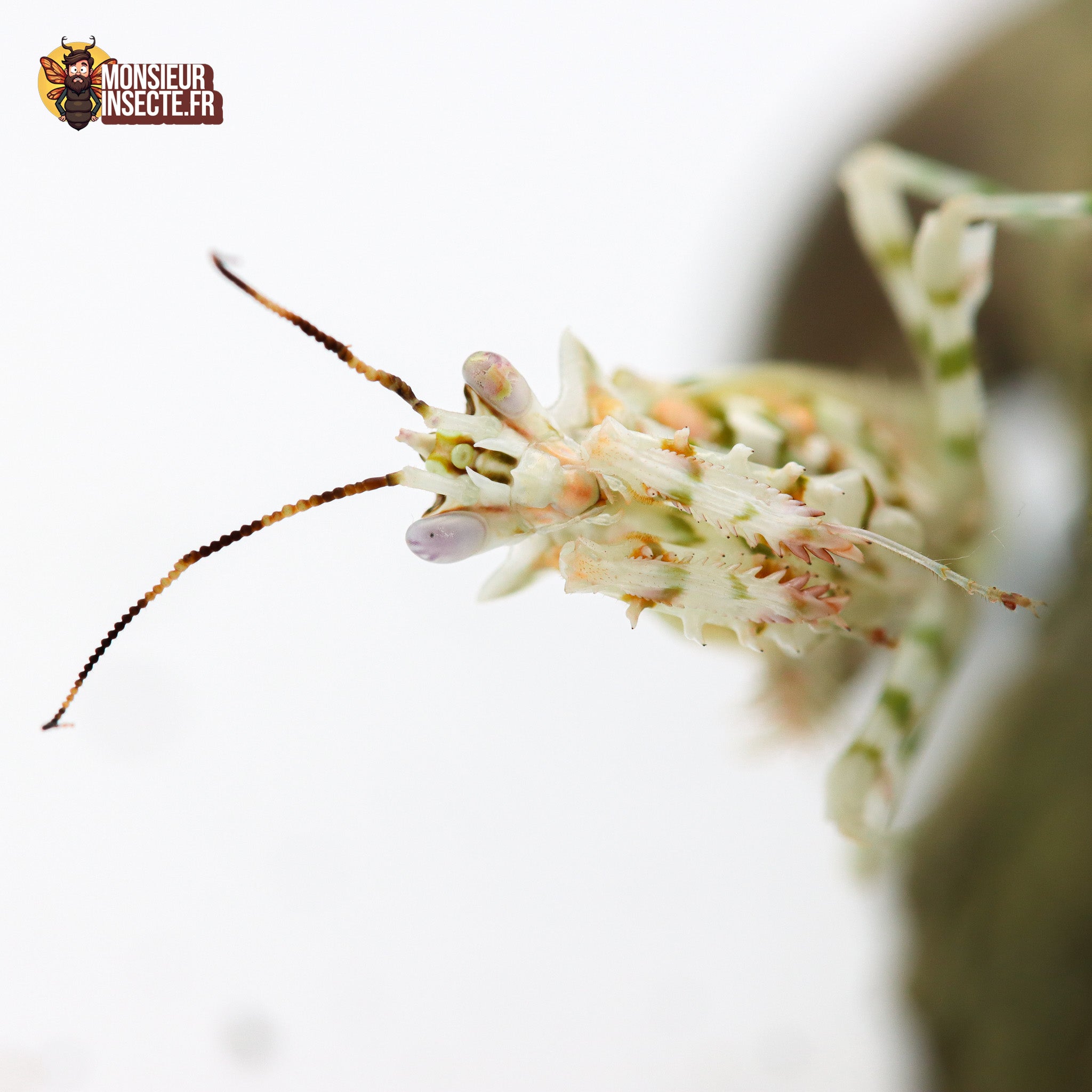 achat mante fleur épineuse pseudocrobotra wahlbergii 5