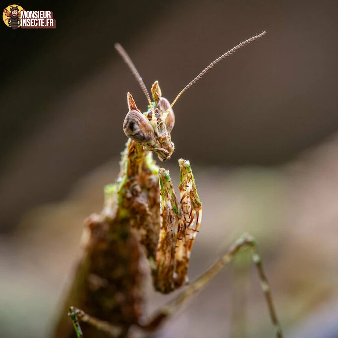 Mante religieuse | Haania Vitalisi