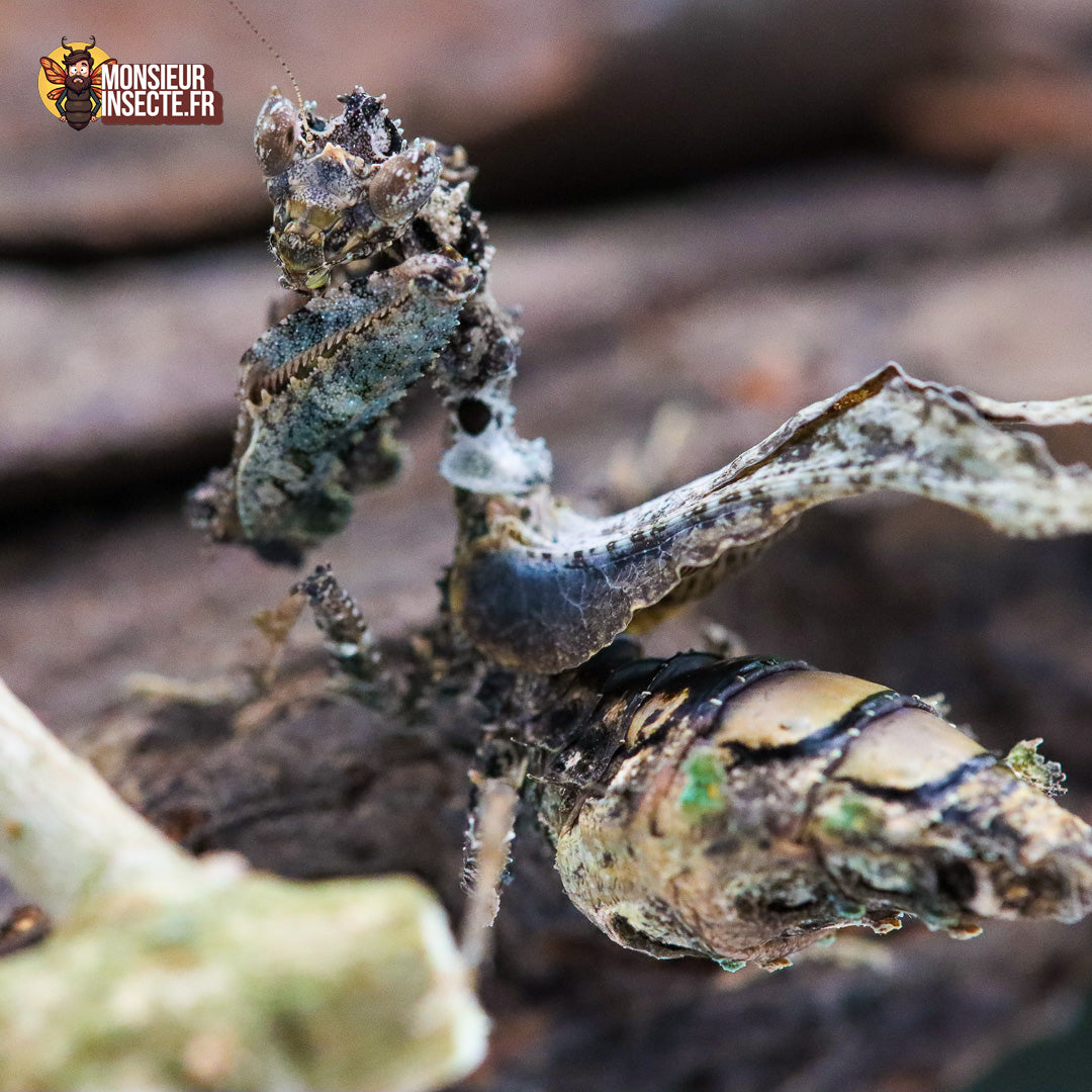 achat_mante_mousse_pseudacanthops_lobipes_2