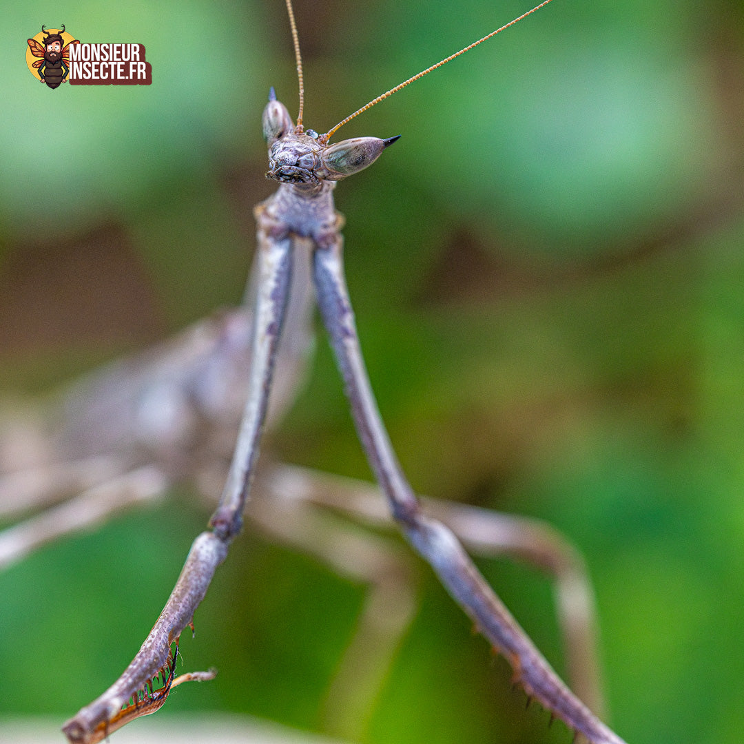 achat mante oeil de chat 2