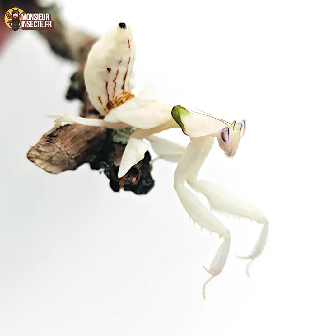Praying Mantis | Orchid Mantis "Hymenopus Coronatus"