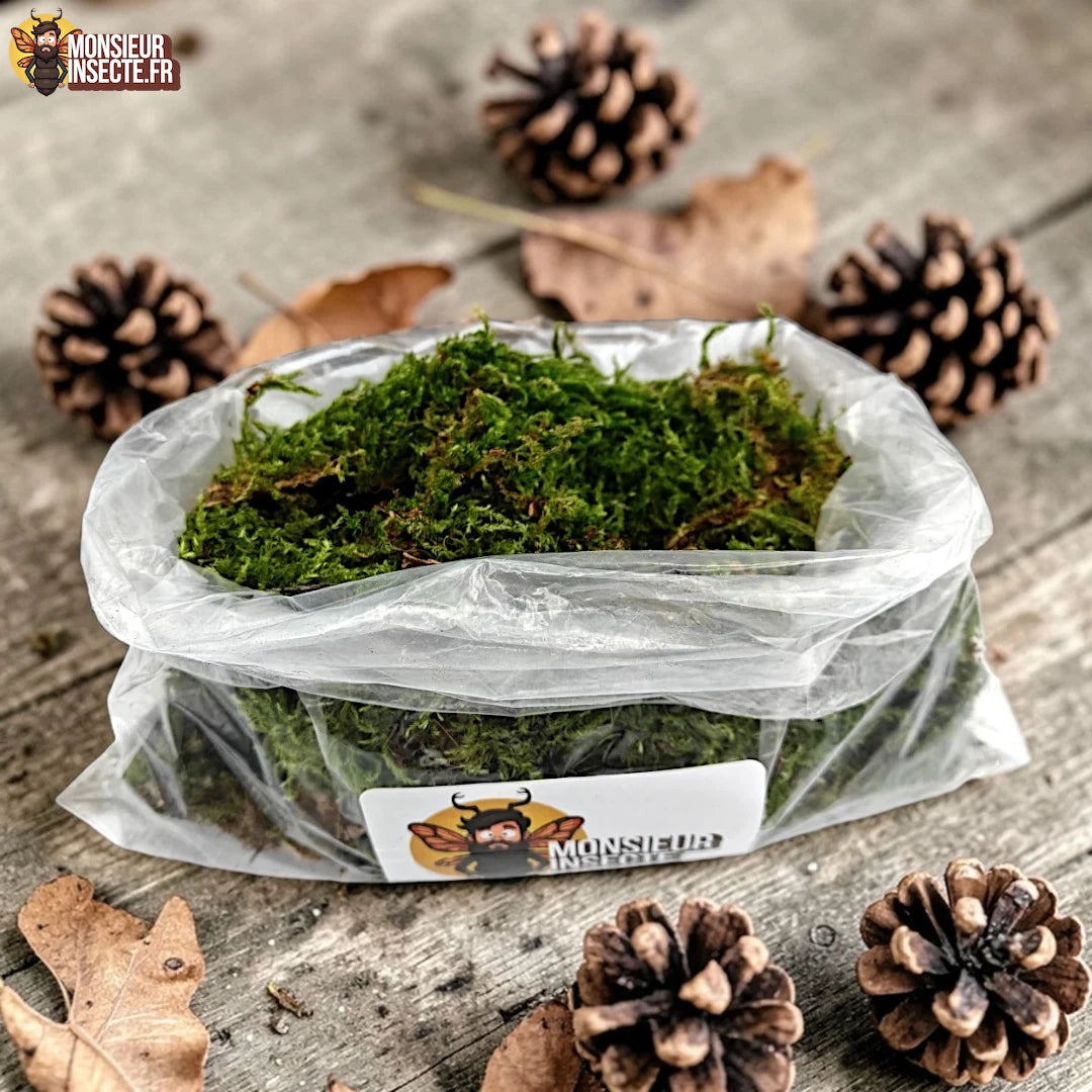 achat mousse verte vivante