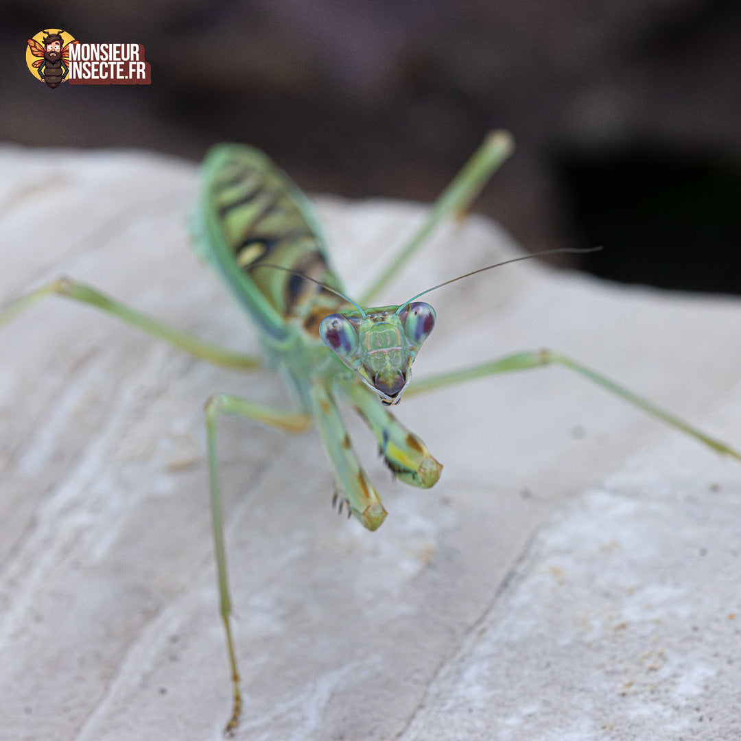 achat omomantis Zebrata 1