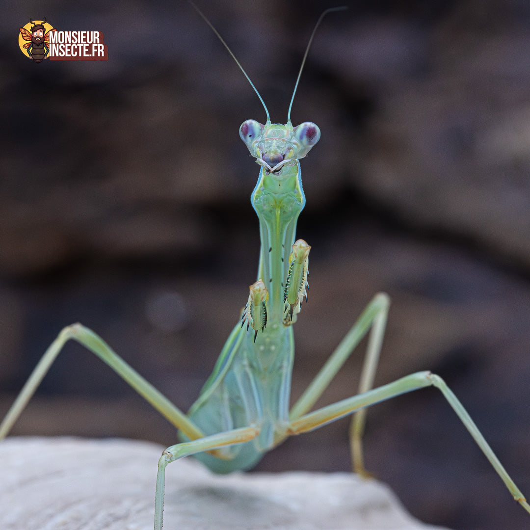 achat omomantis Zebrata 2