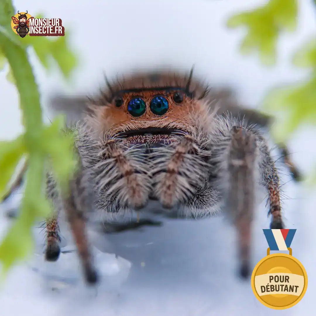 Kit élevage | Araignée