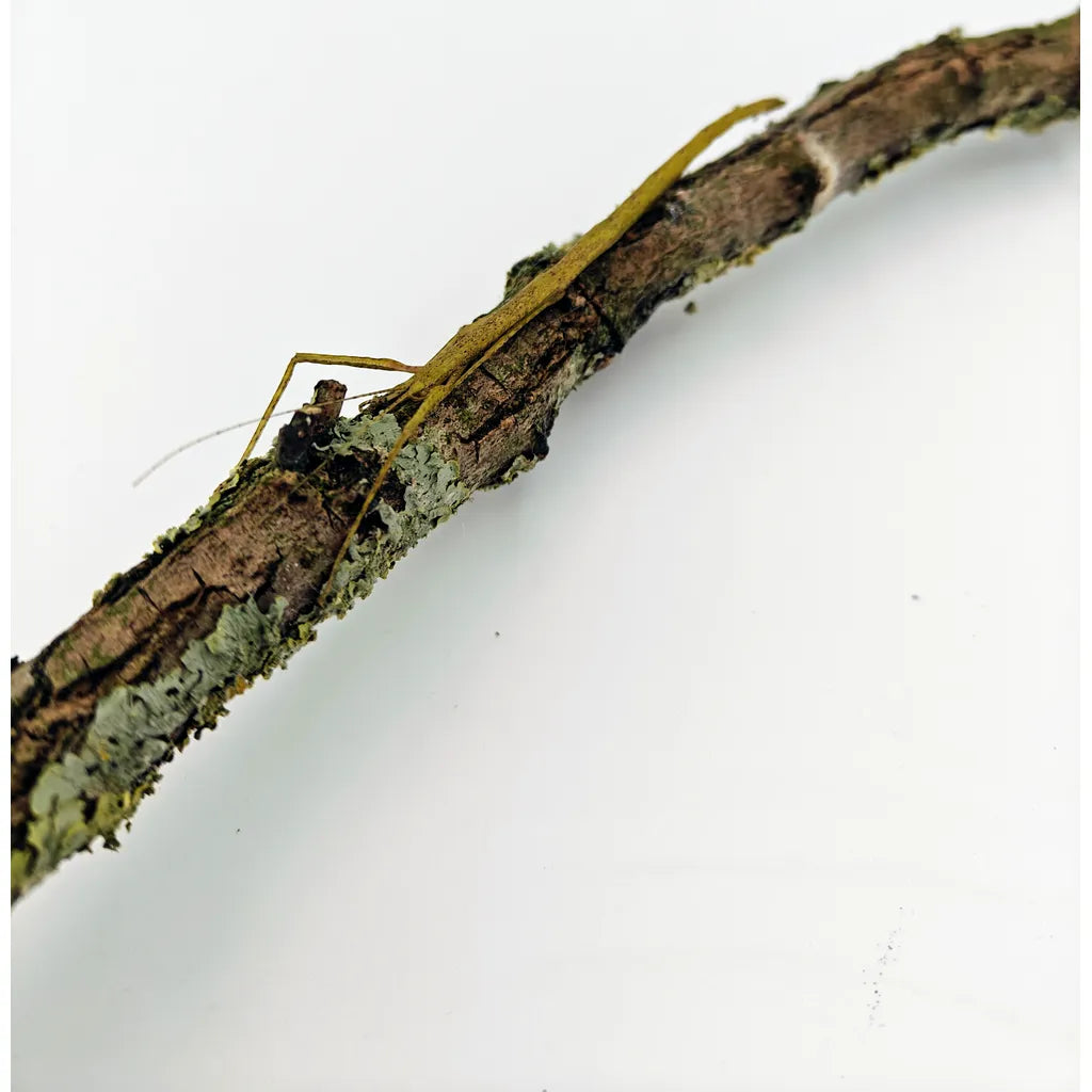 achat phasme bâton carausius morosus 2