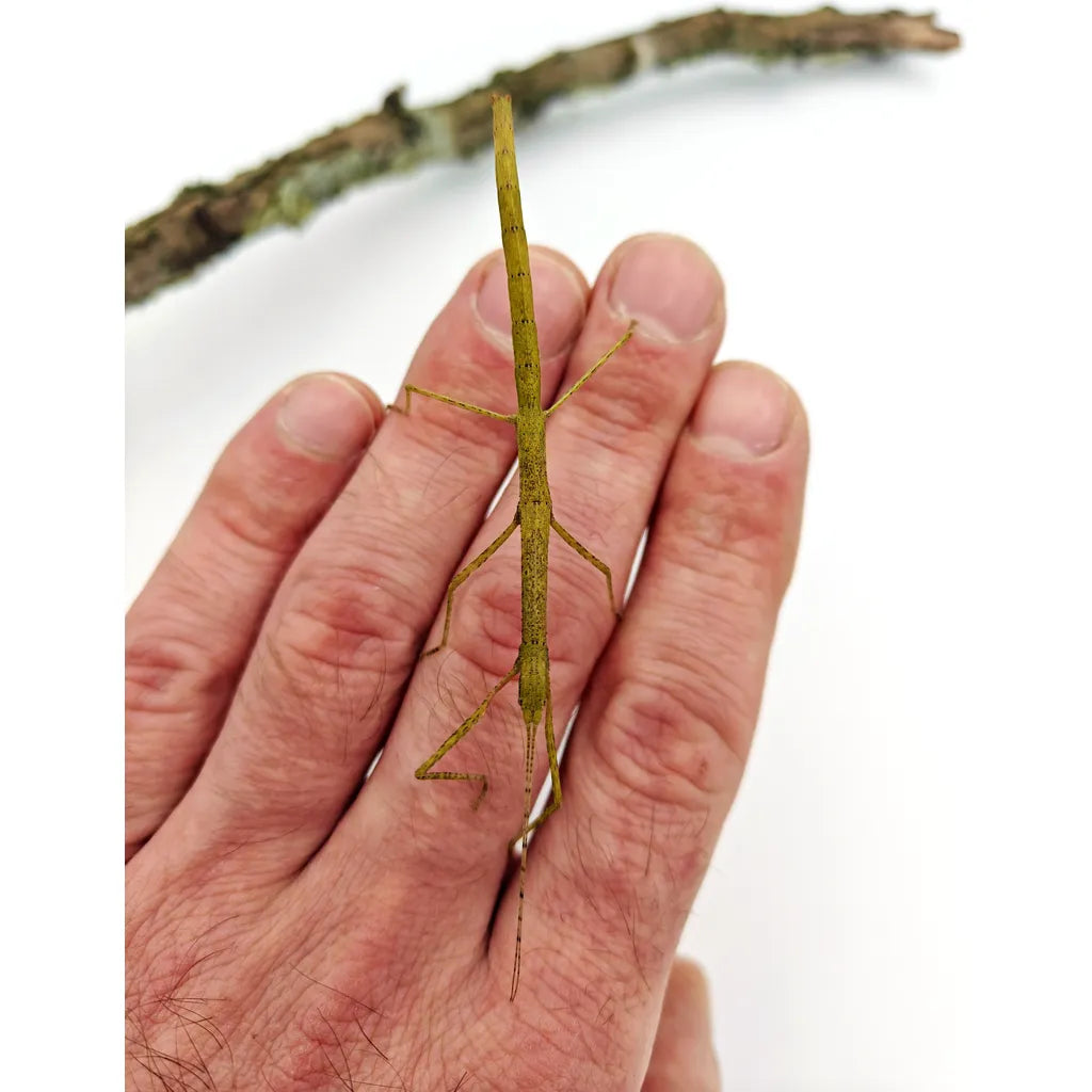 achat phasme bâton carausius morosus 3