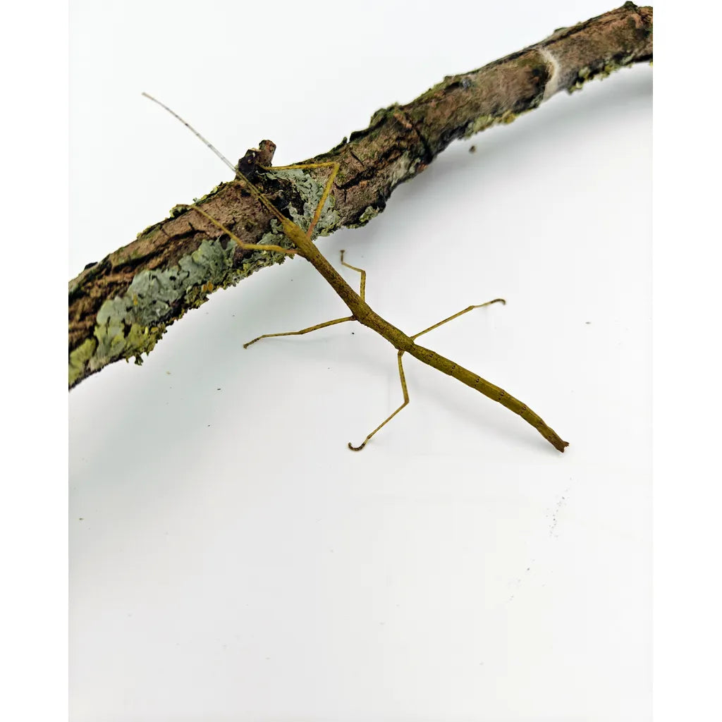 achat phasme bâton carausius morosus