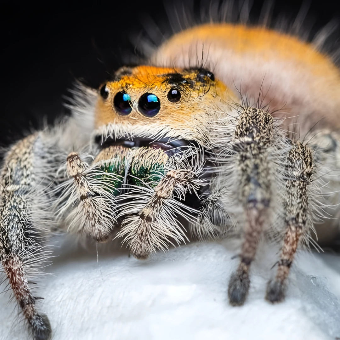 achat_phidippus_regius_everglade