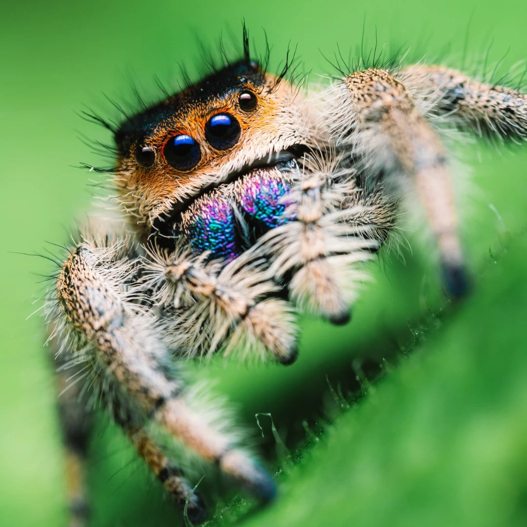 achat_phidippus_regius_everglade
