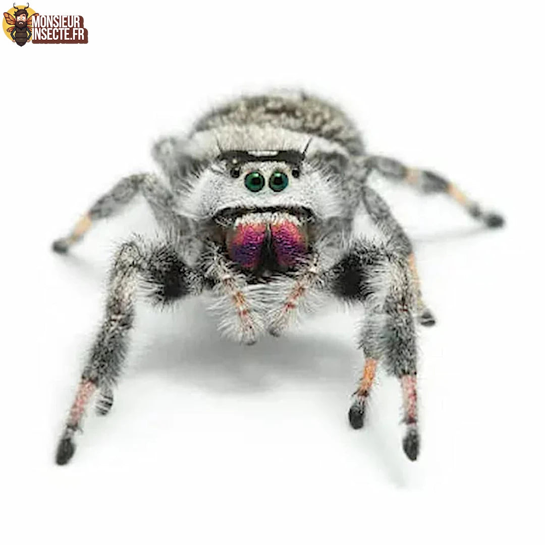 Kit élevage | Araignée