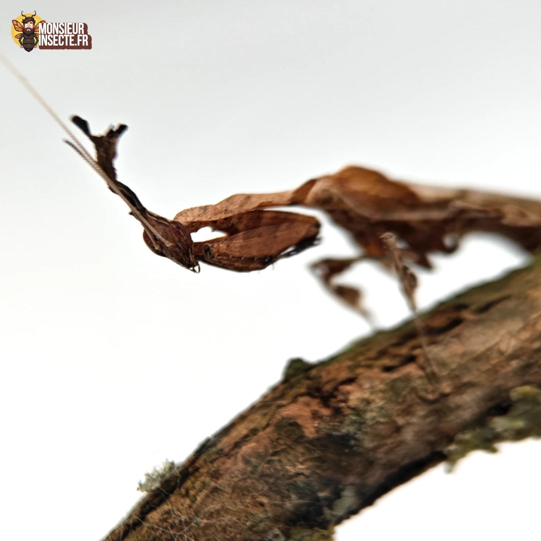 achat phillocrania paradoxa mante fantome