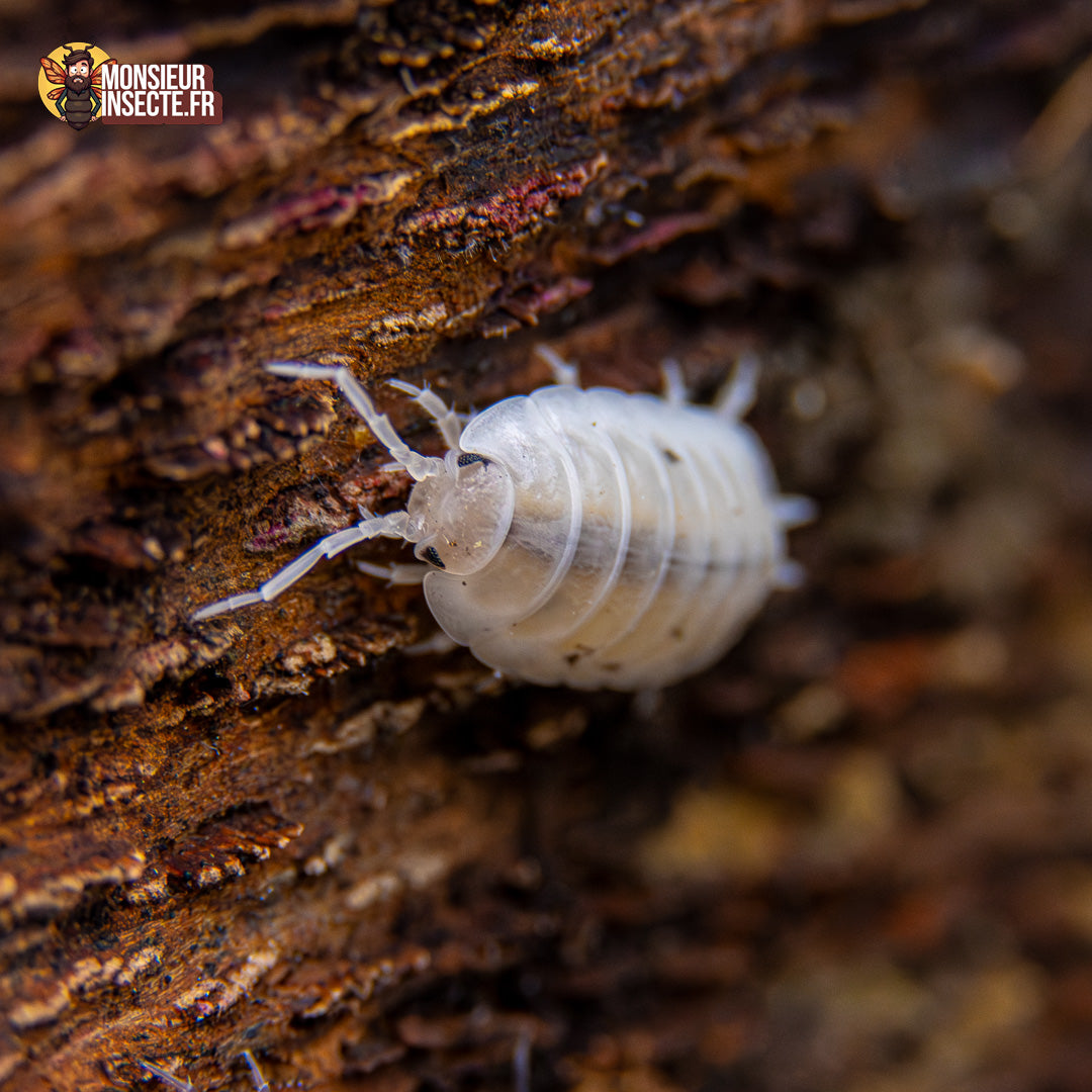 achat_porcellio_laevis_white_1