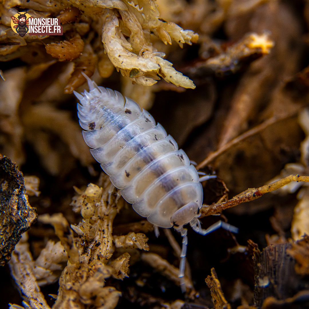 achat_porcellio_laevis_white_2