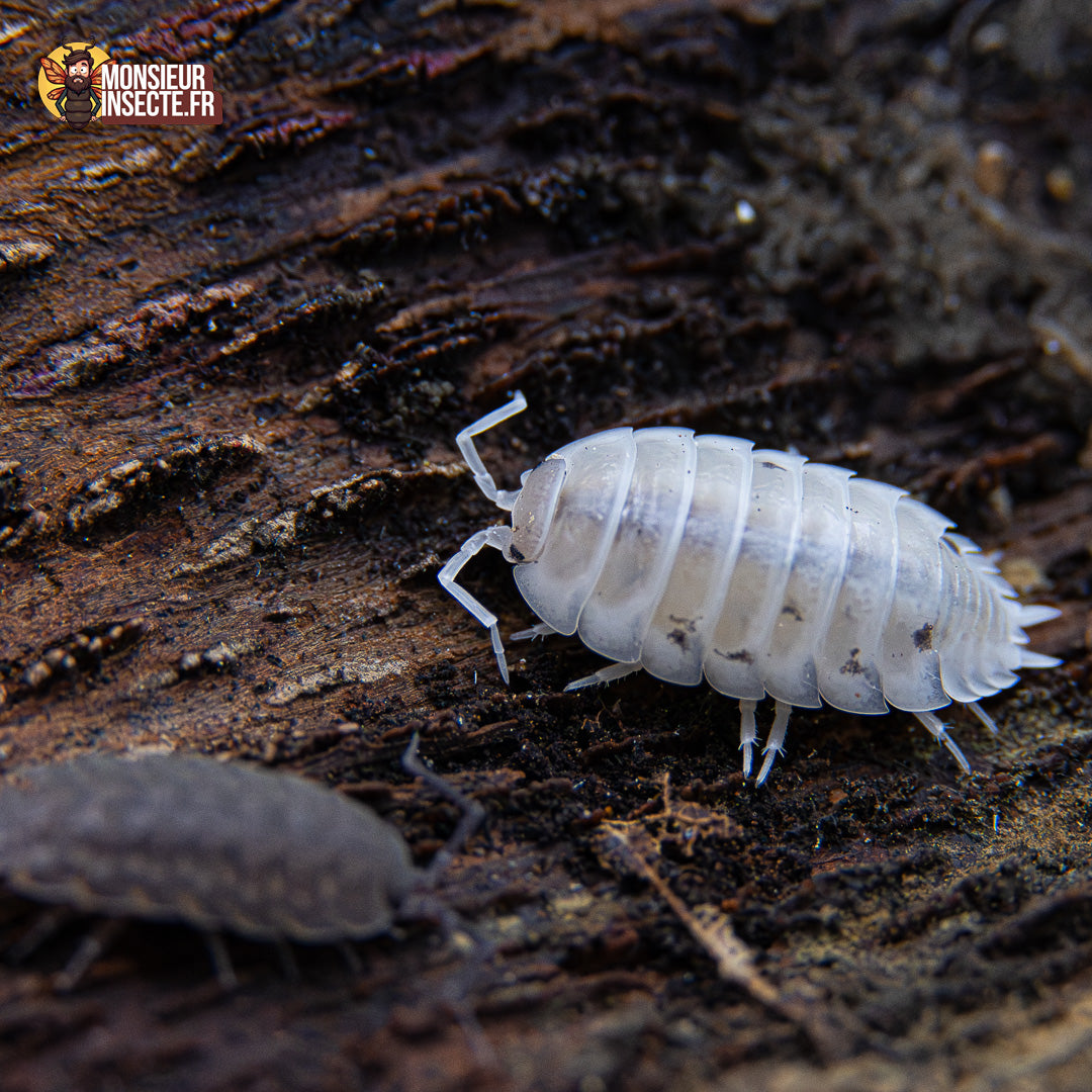 achat_porcellio_laevis_white_4