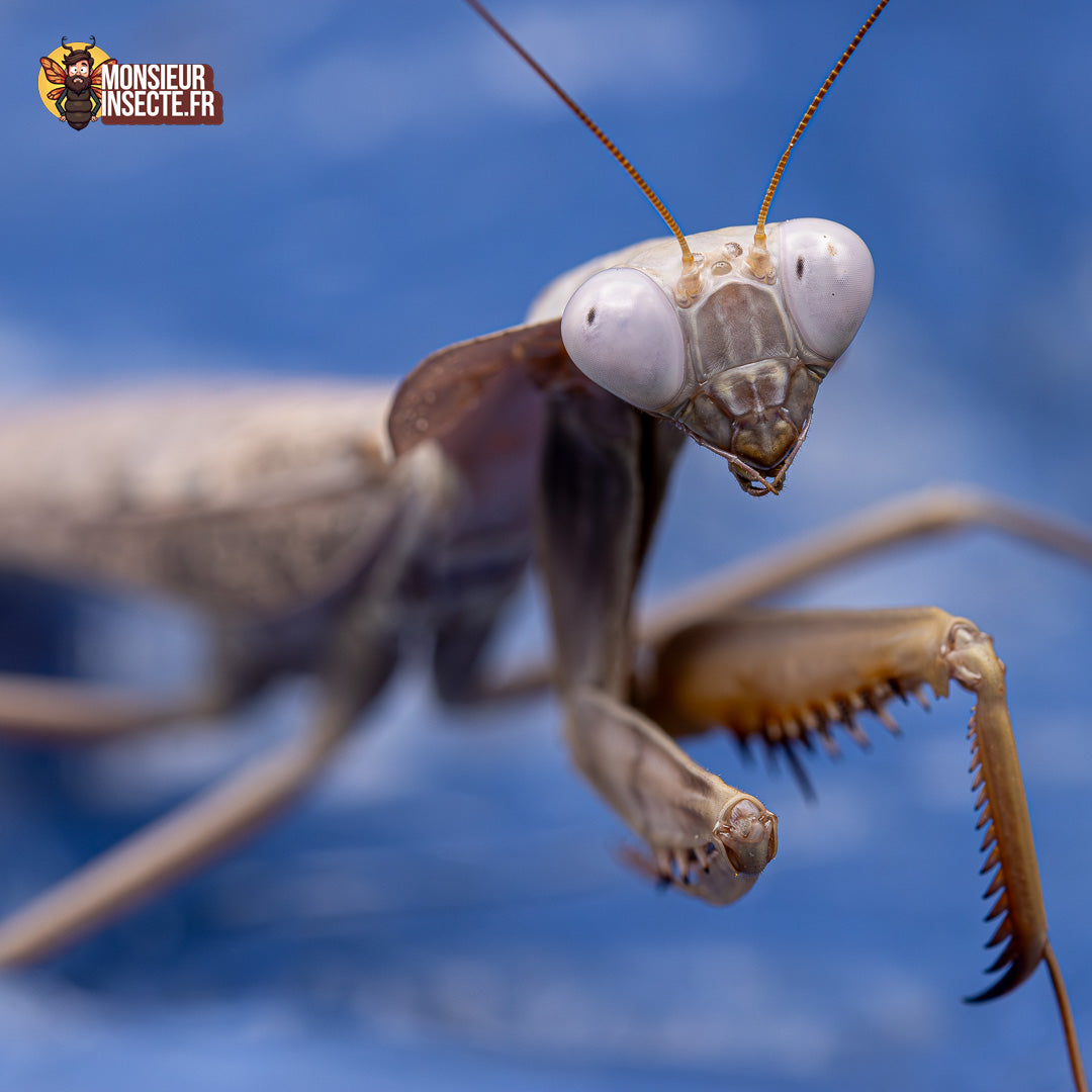 achat rhombodera kirbyii 4