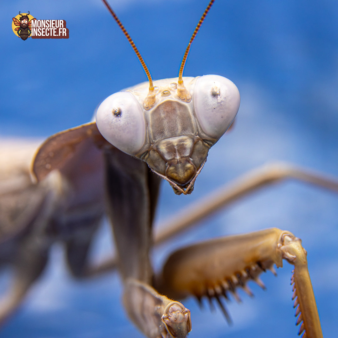 achat rhombodera kirbyii 5