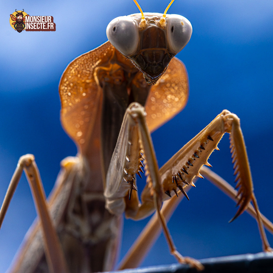 achat rhombodera kirbyii 9