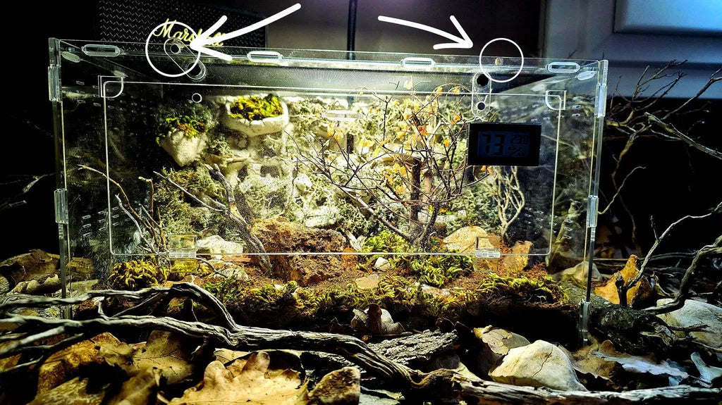 achat terrarium terrestre