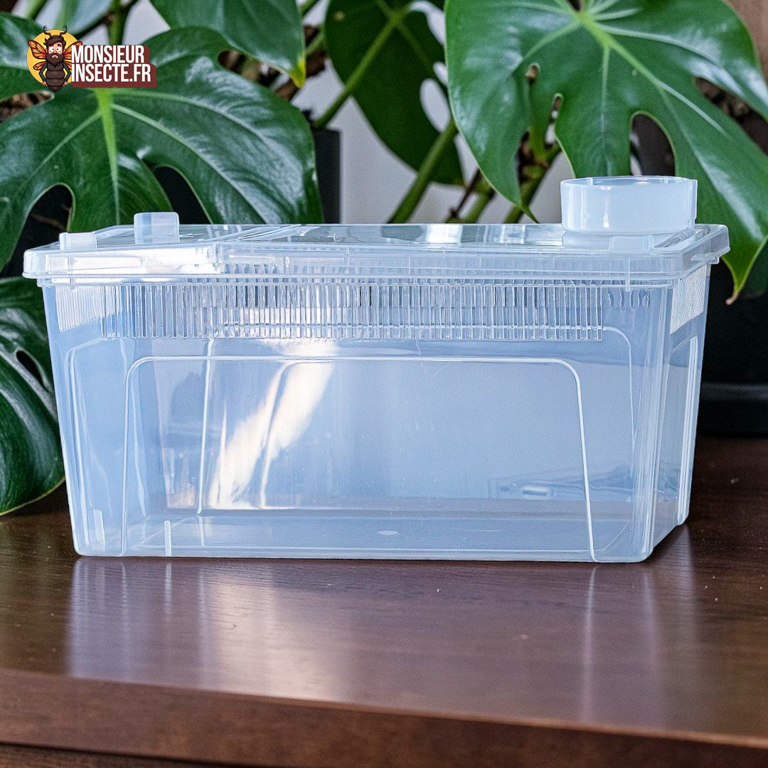 Terrarium et accessoire | Boîte d'élevage polyvalente
