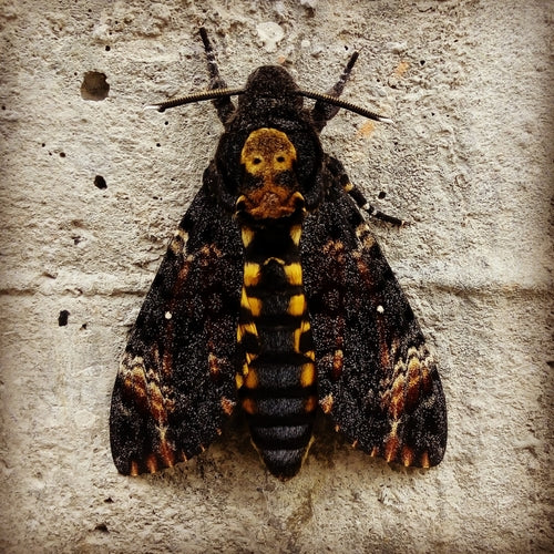 Chenille | Papillon Sphinx tête de mort (Acherontia Atropos)
