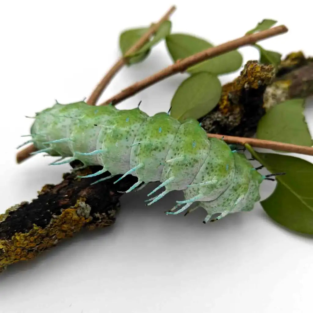 Chenille de papillon Atlas Attacus - Monsieur Insecte