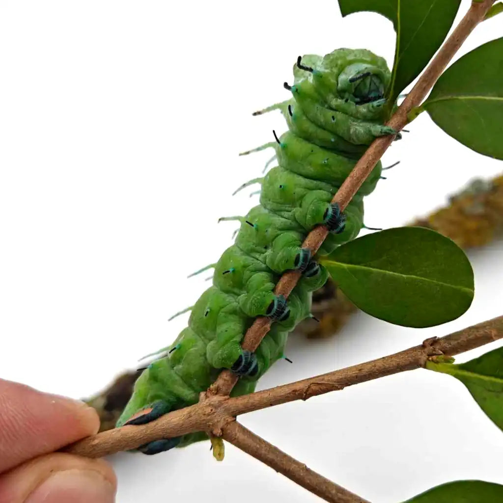 Chenille du papillon Atlas Attacus - Monsieur Insecte