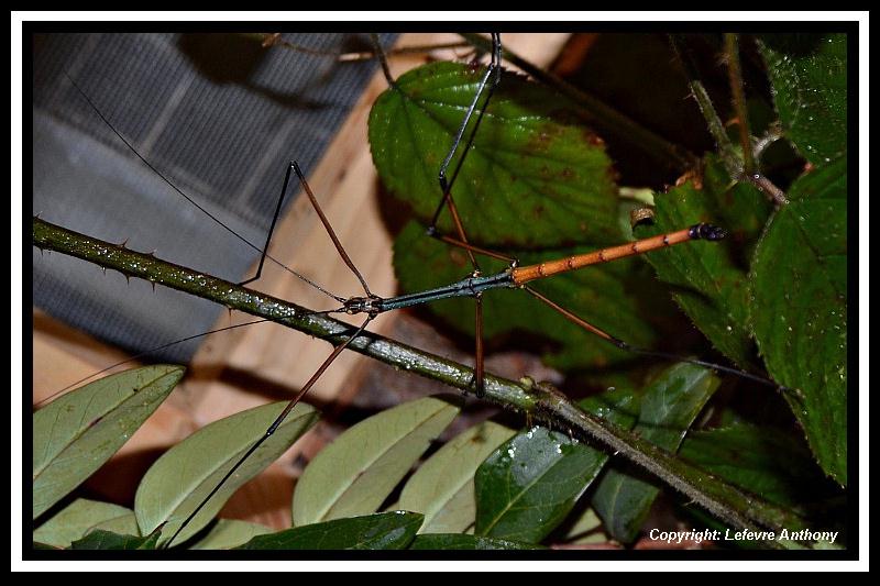 Phasme | Lopaphus sp cuc phuong