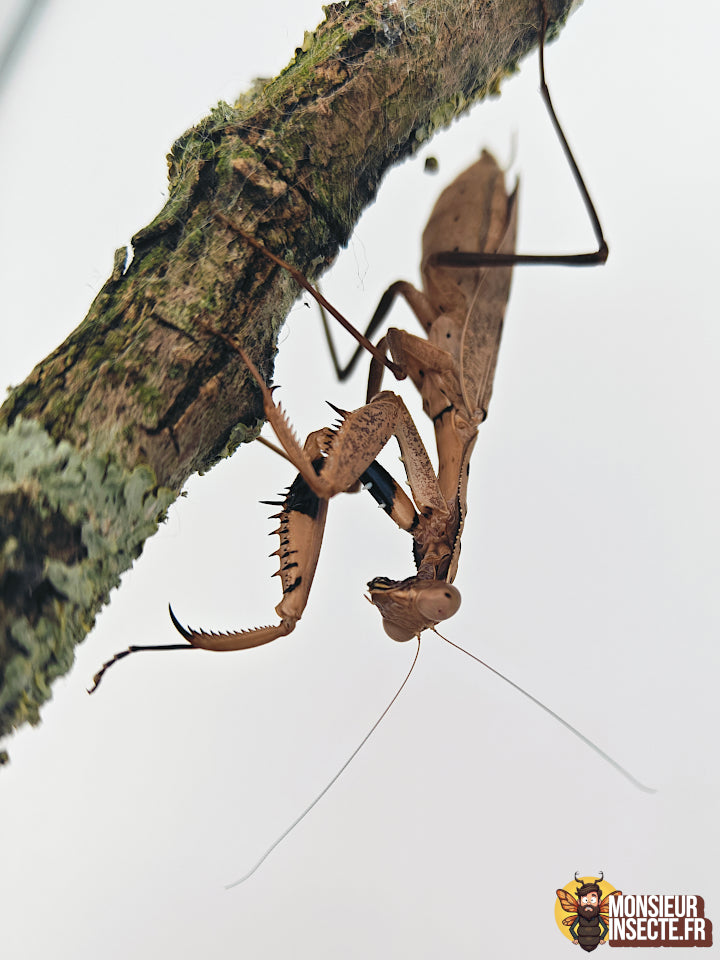 Kit d'élevage | Mante religieuse