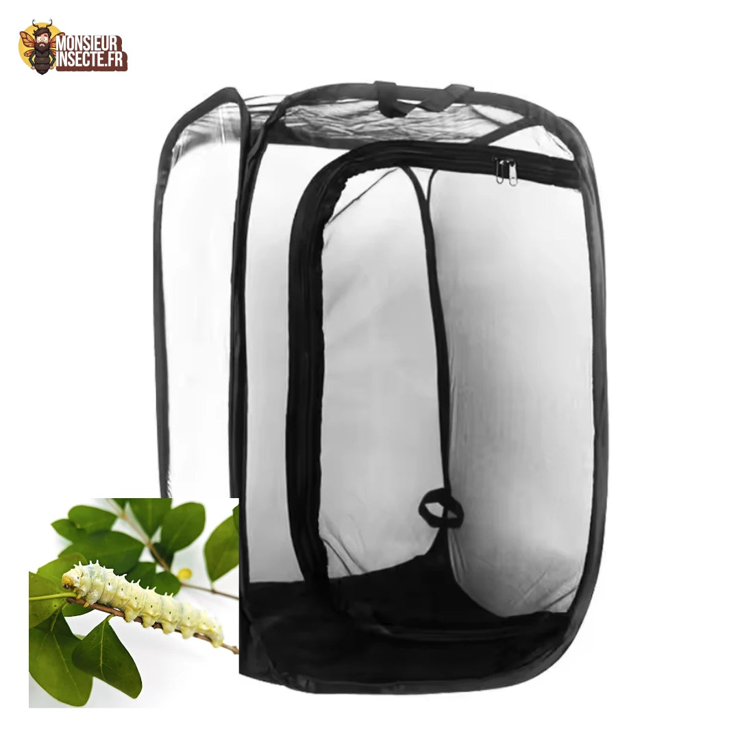 Pack élevage papillon