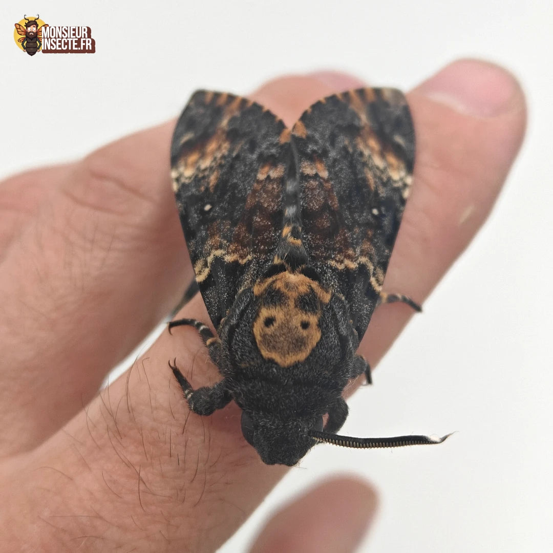 achat papillon_sphinx_tete_de_mort