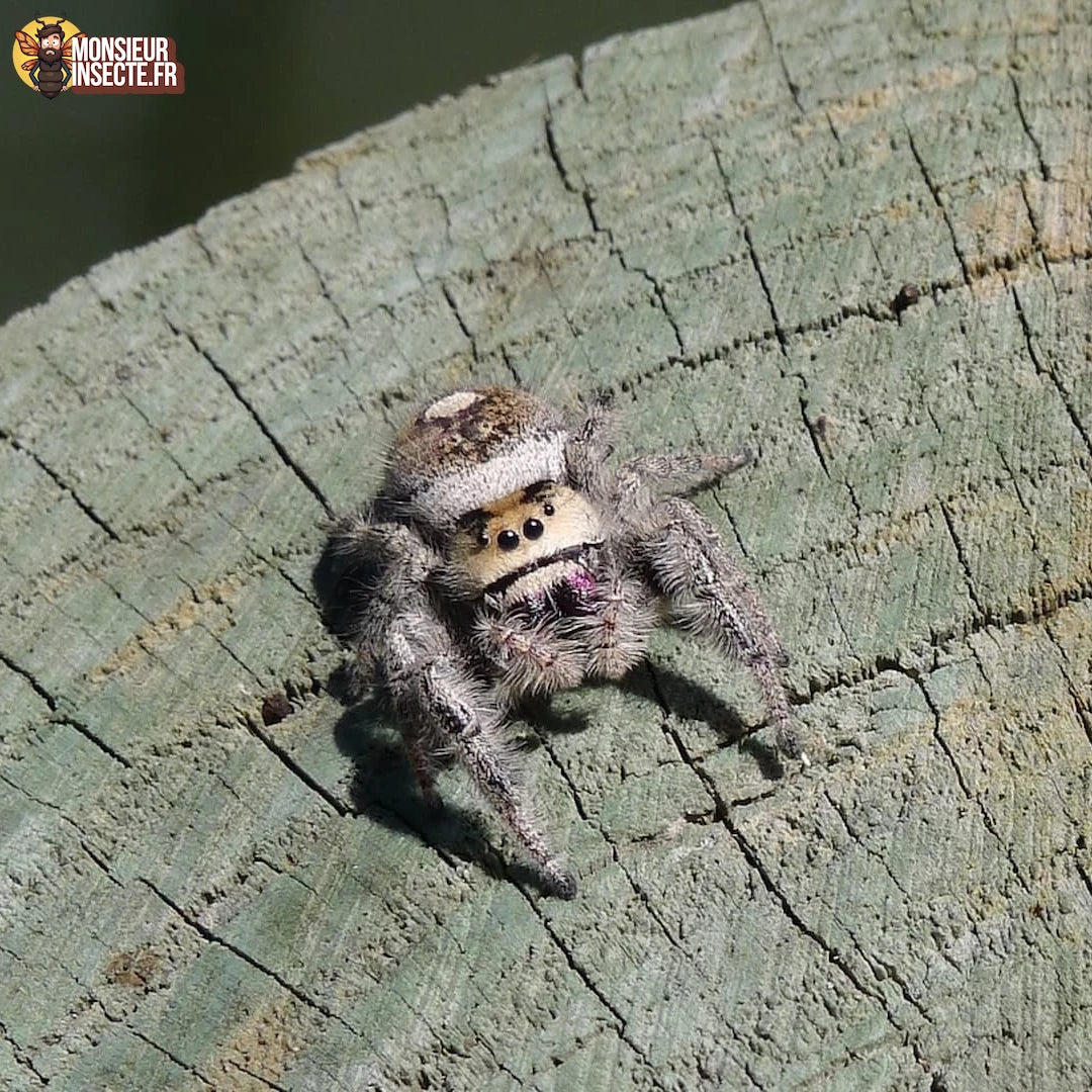 Kit élevage | Araignée