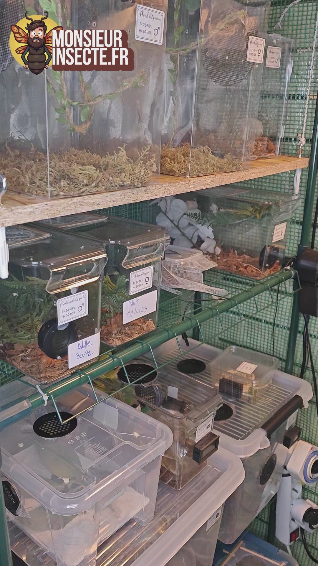 Vente mante religieuse creobroter gemmatus 4