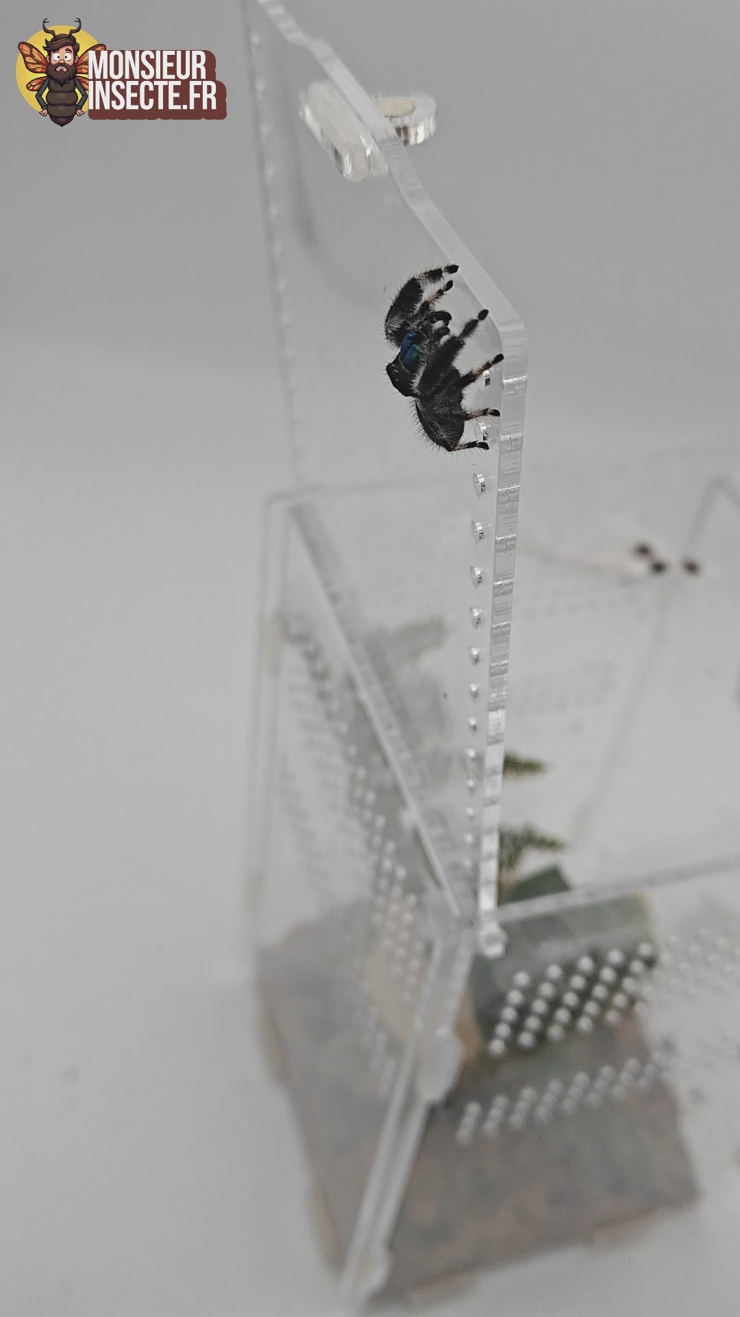 Achat Araignee Phidippus Regius