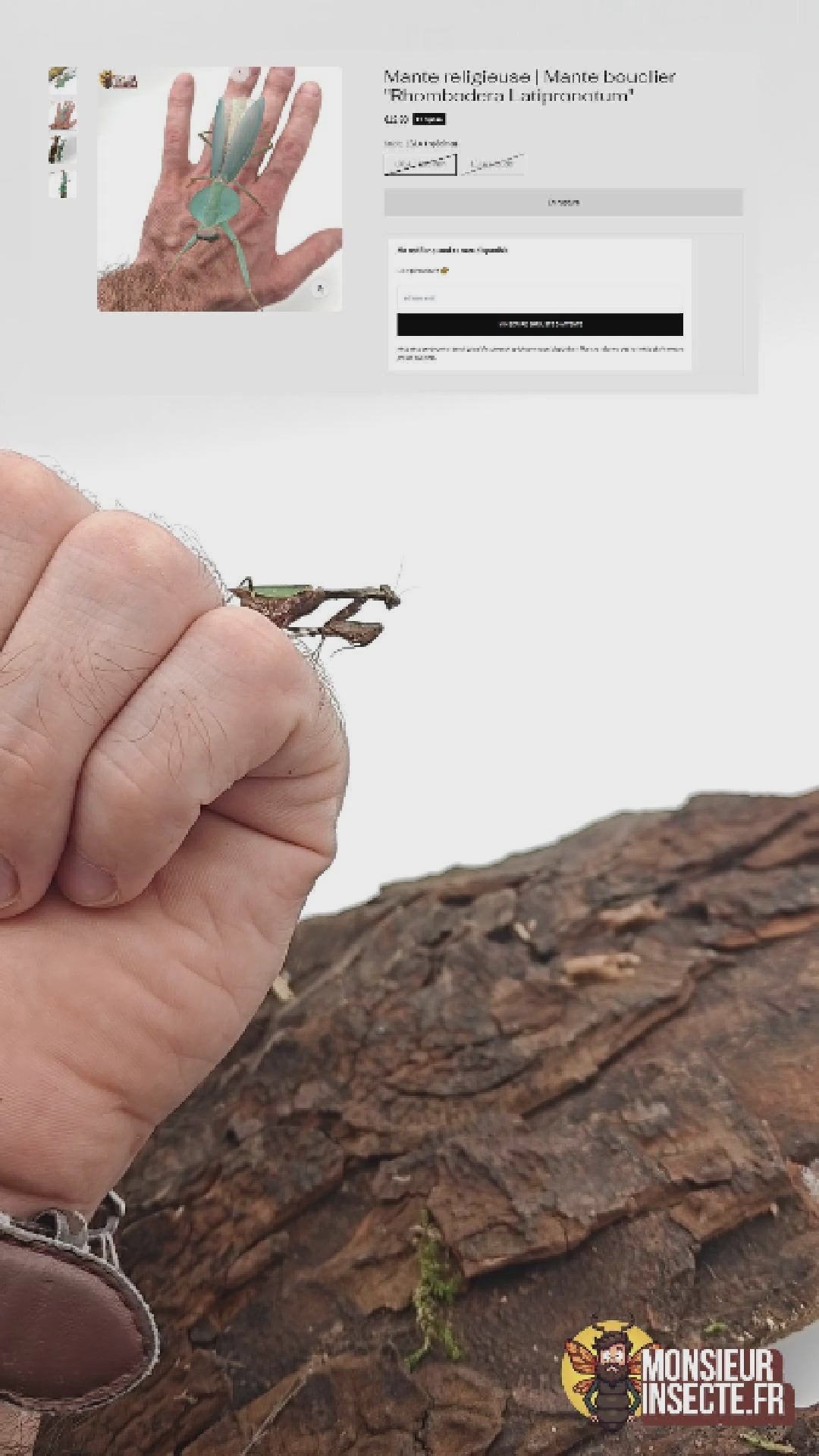 présentation vidéo mante acromantis japonica