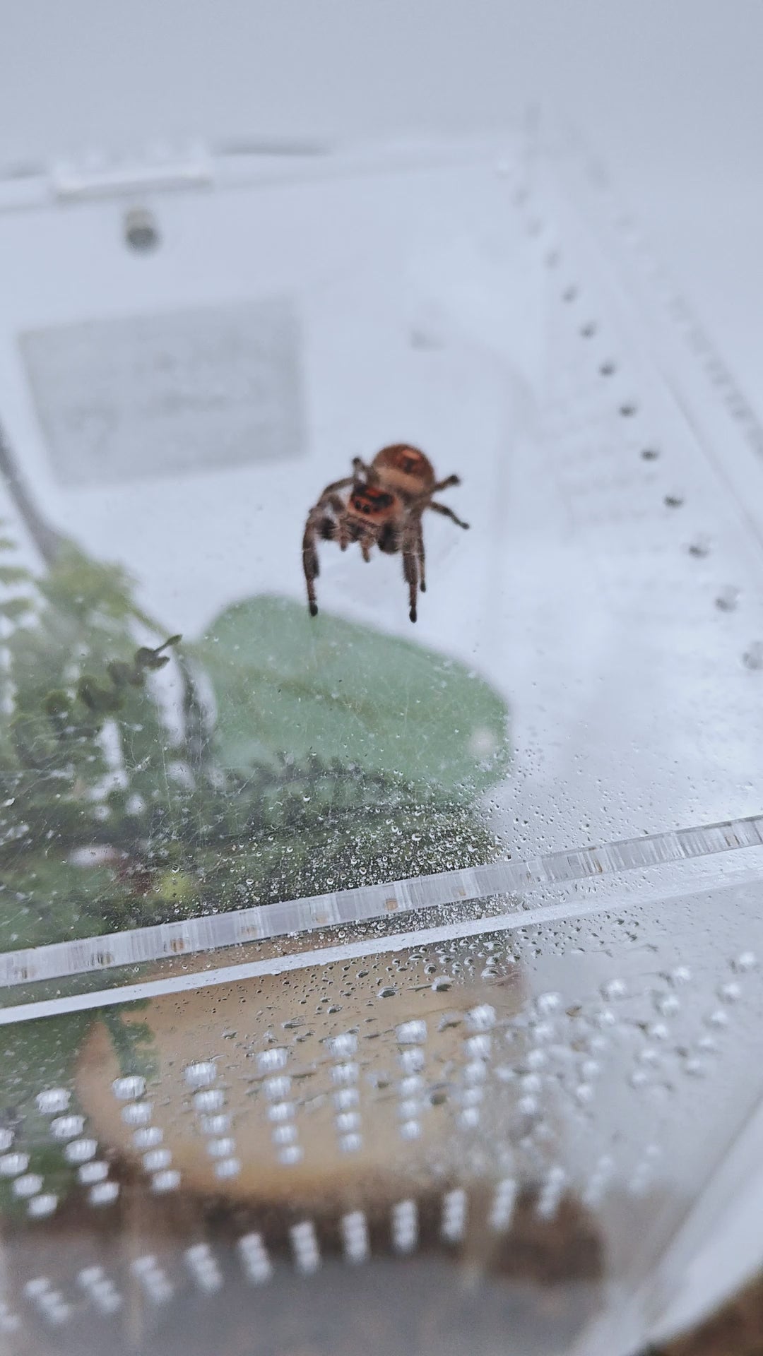 Achat Araignee Phidippus Regius