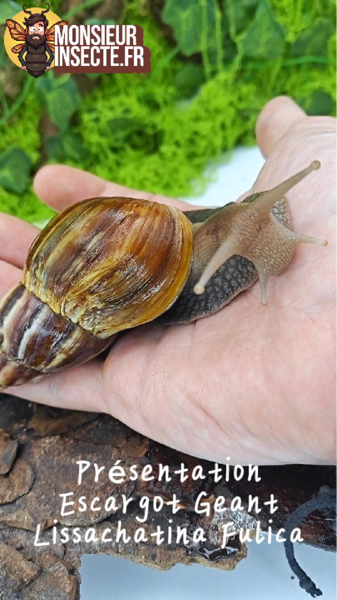 Achat escargot géant lissachatina fulica