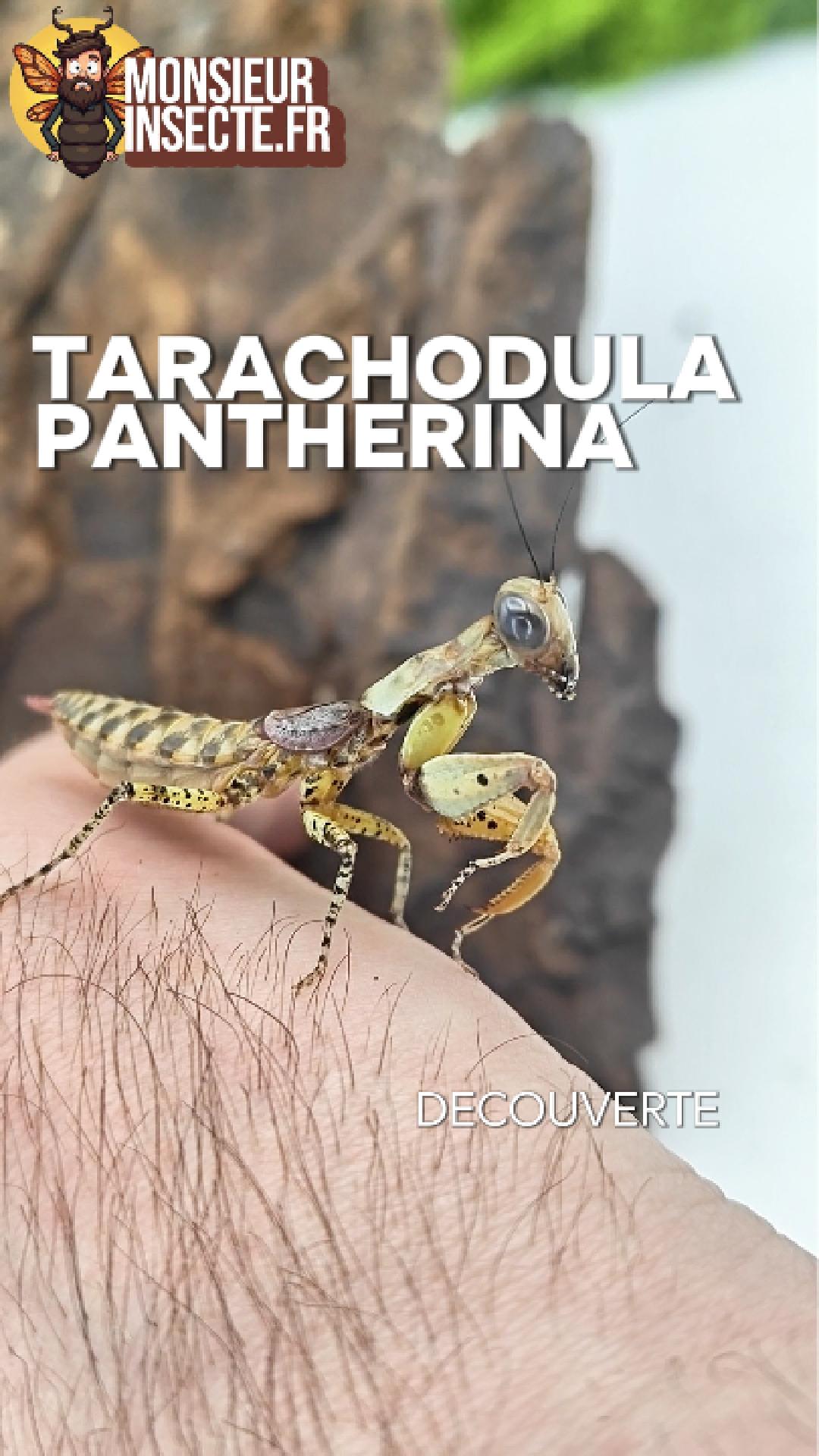 Achat Mante panthere