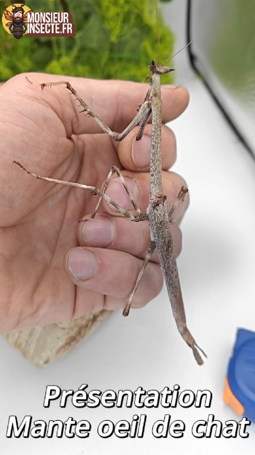 achat heterochaeta orientalis mante oeil de chat