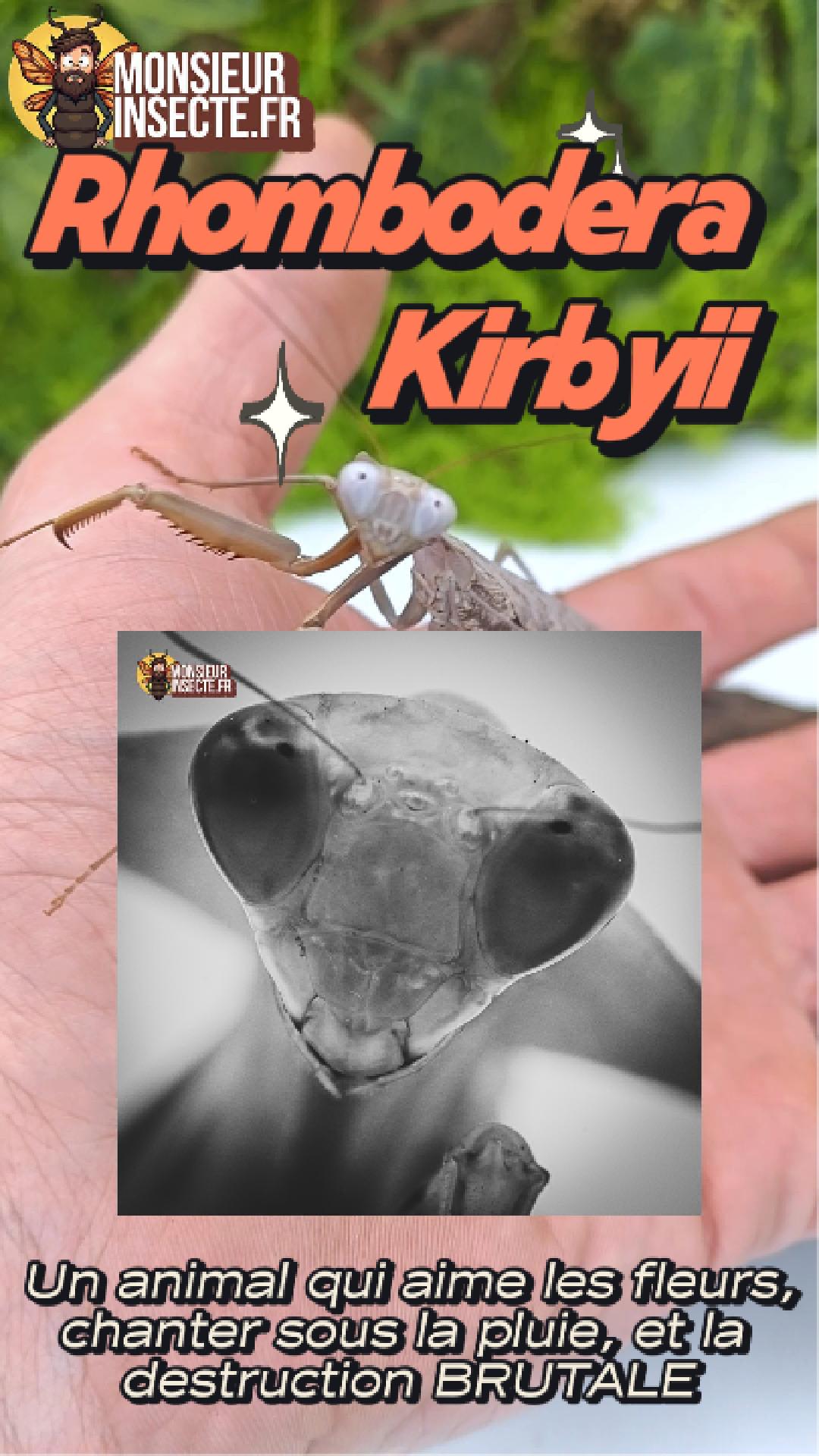 achat rhombodera kirbyii 1