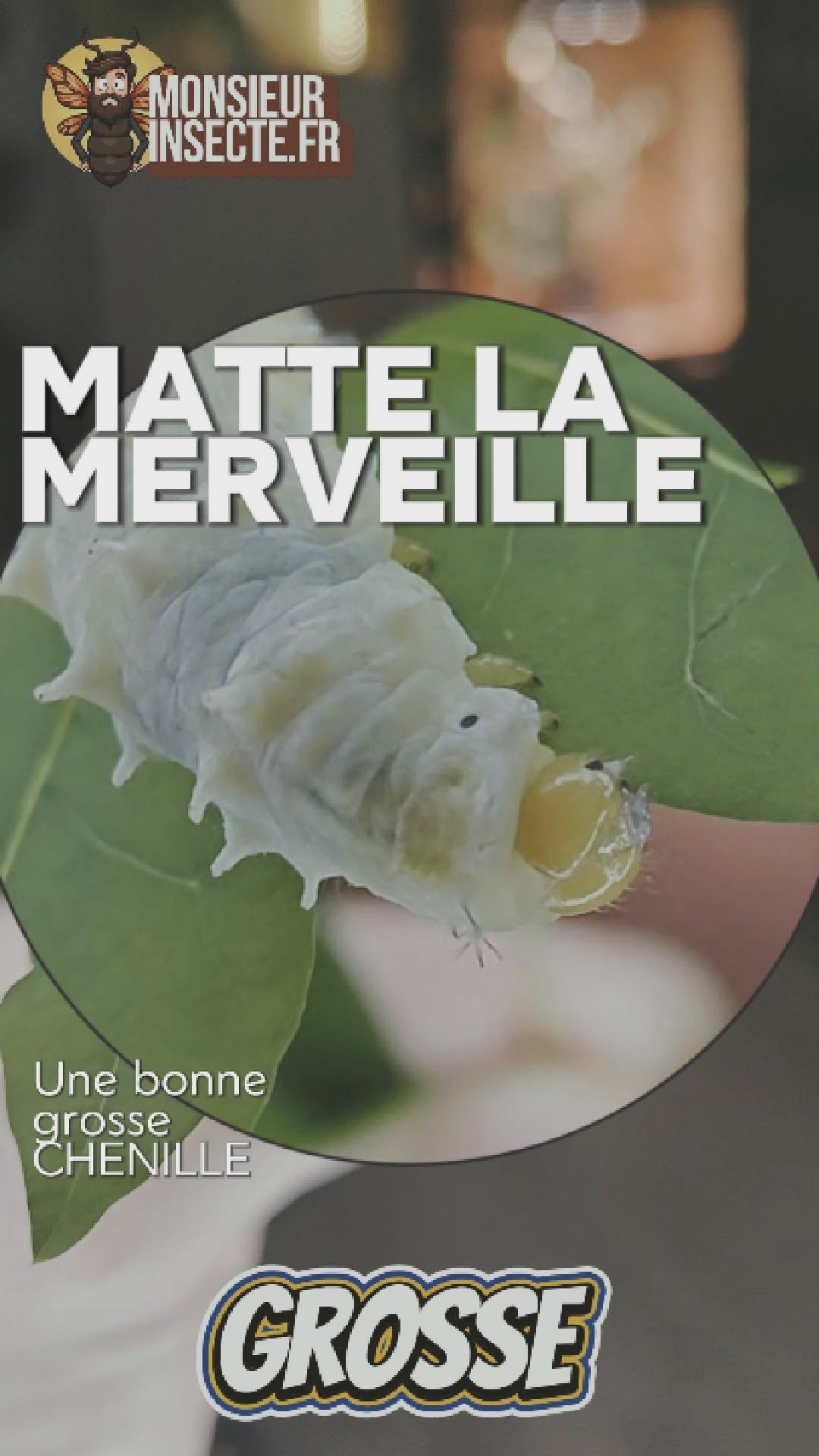 Chenille du papillon philosoma ricini